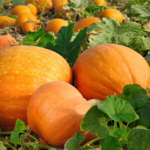 Semillas de calabaza quintale