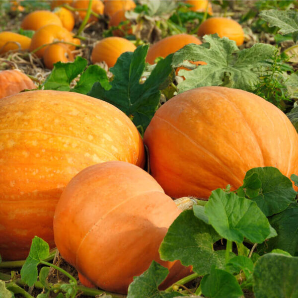 Semillas de calabaza quintale