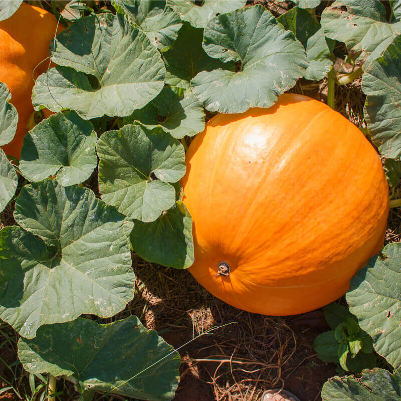 Semillas de calabaza quintale1