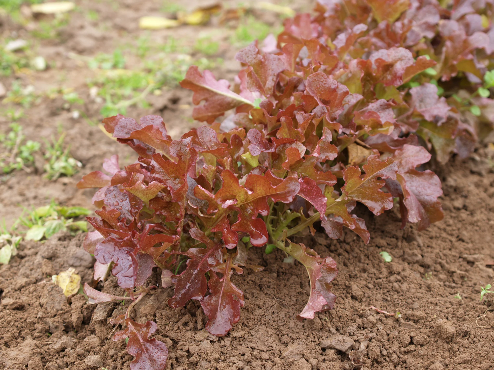 Semillas de Lechuga Red Salad Bowl3