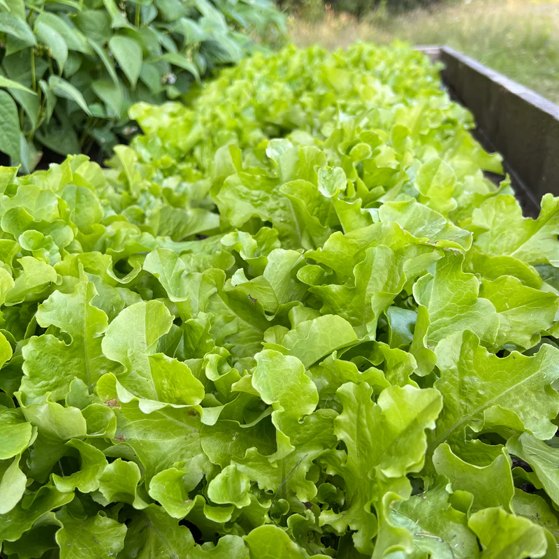 semillas de Lechuga Green Salad Bowl