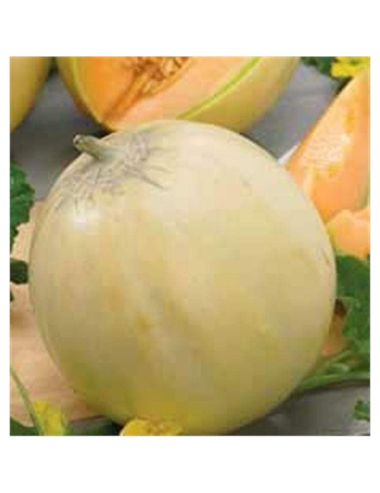 Semillas Melon Cantalupo di Charentais