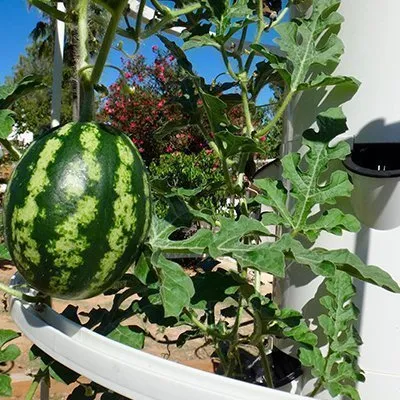 aeroponic watermelon