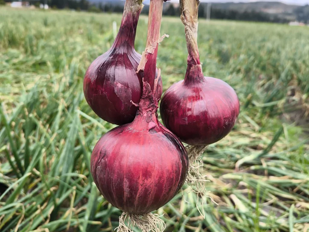 semillas de cebolla southport red globe