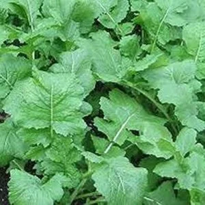 Semillas de nabo de hoja - Imagen 2