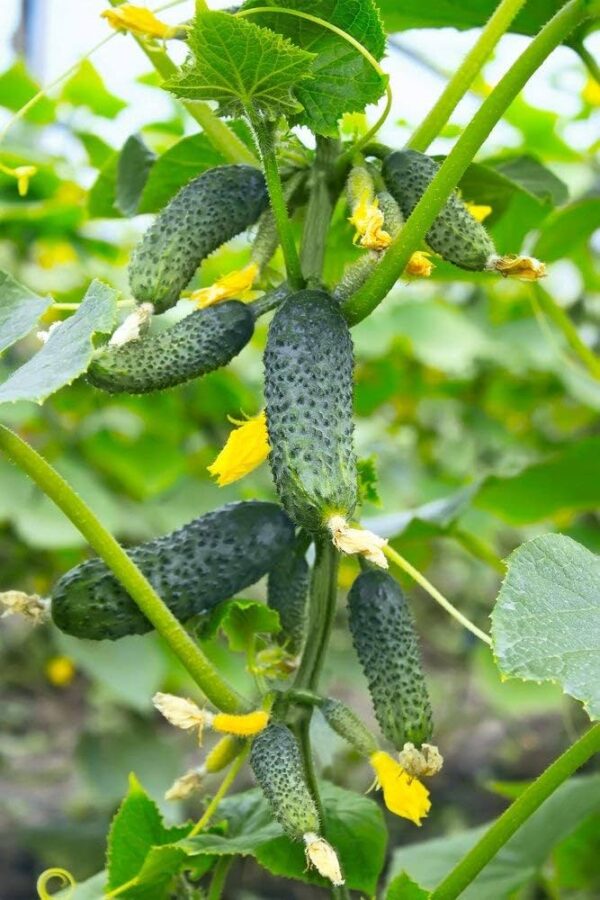 Semillas de pepinillo verde pequeño de Paris: