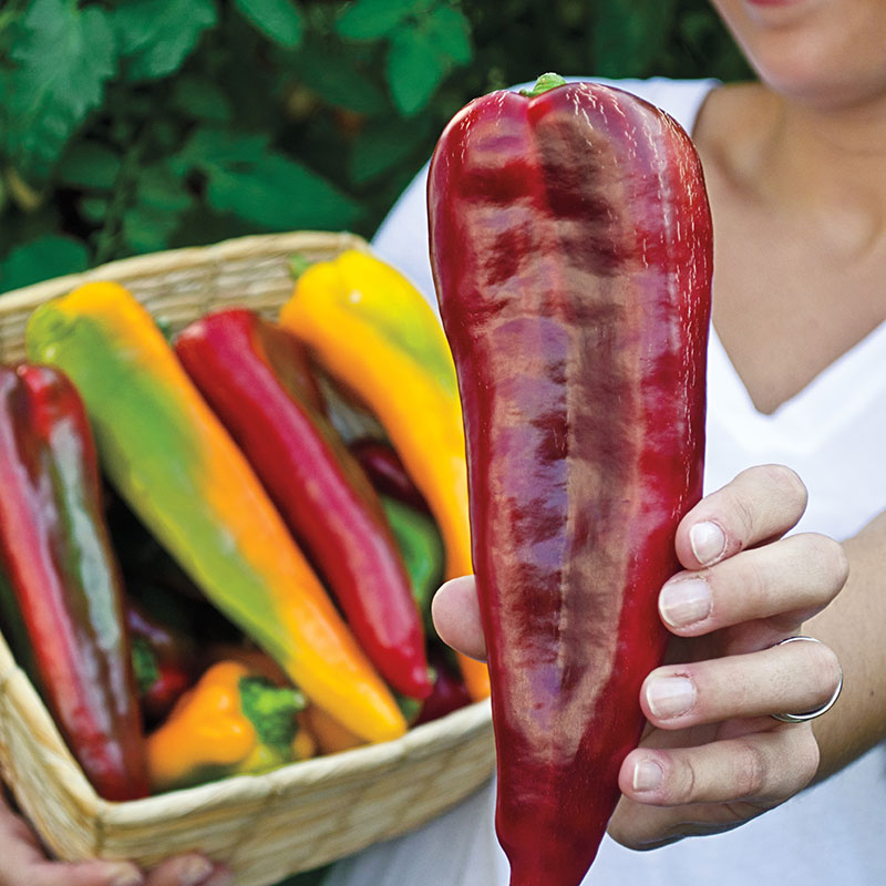 Semillas de pimiento cuerno de toro mix1