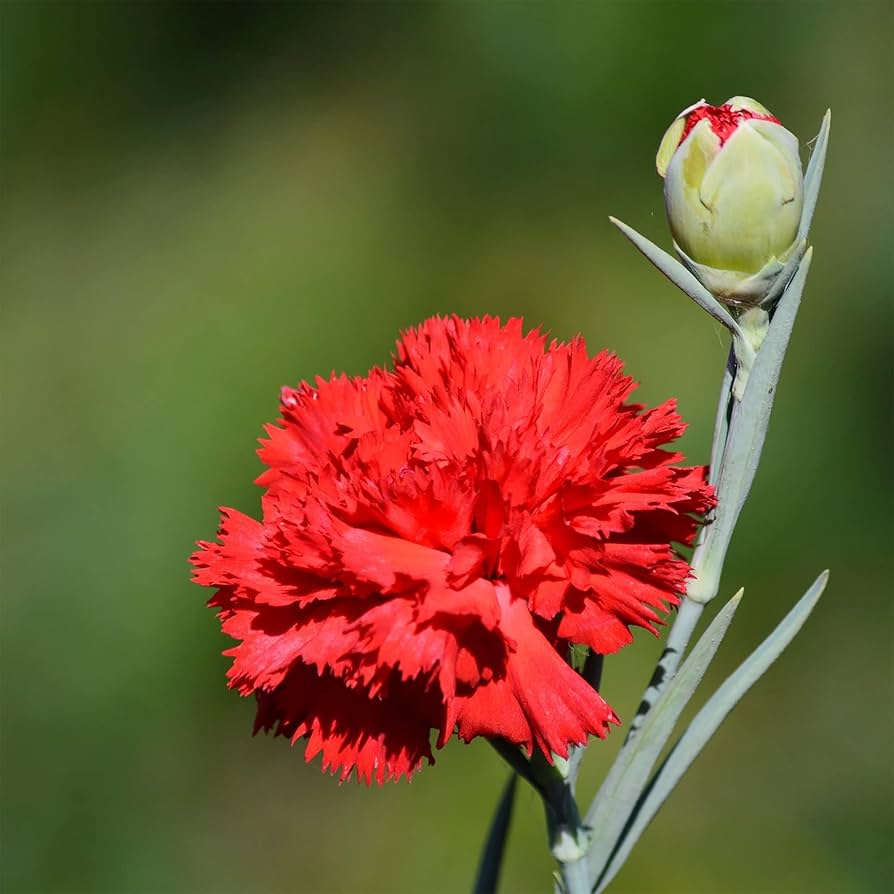 Semillas de clavel chabaud rojo