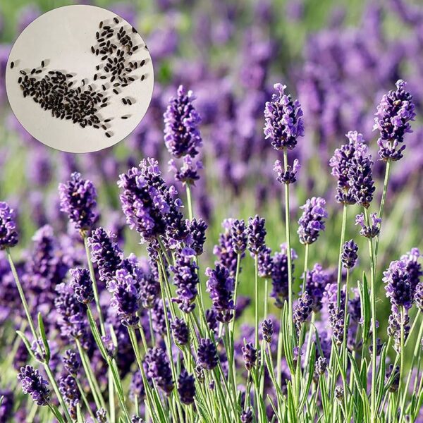 Semillas de lavanda