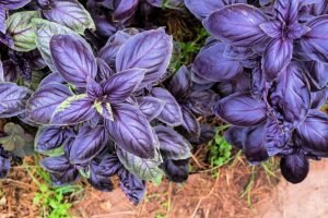 Semillas de albahaca violeta aromática1