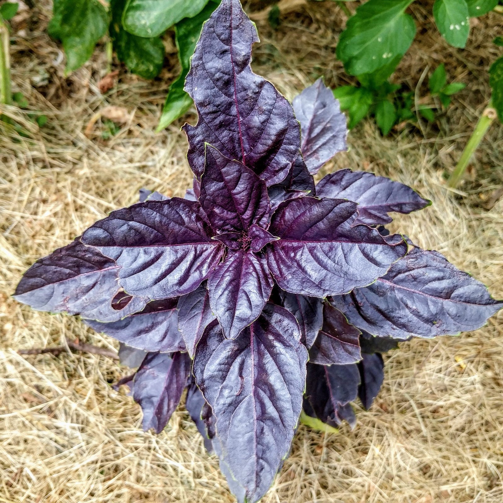 Semillas de albahaca violeta aromática