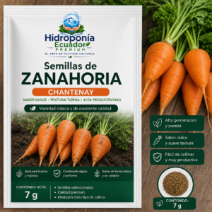 Semillas de zanahoria chantenay