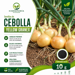 Semillas de cebolla yellow granex