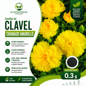 Semillas de clavel chabaud amarillo