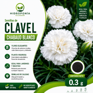 Semillas de clavel chabaud blanco