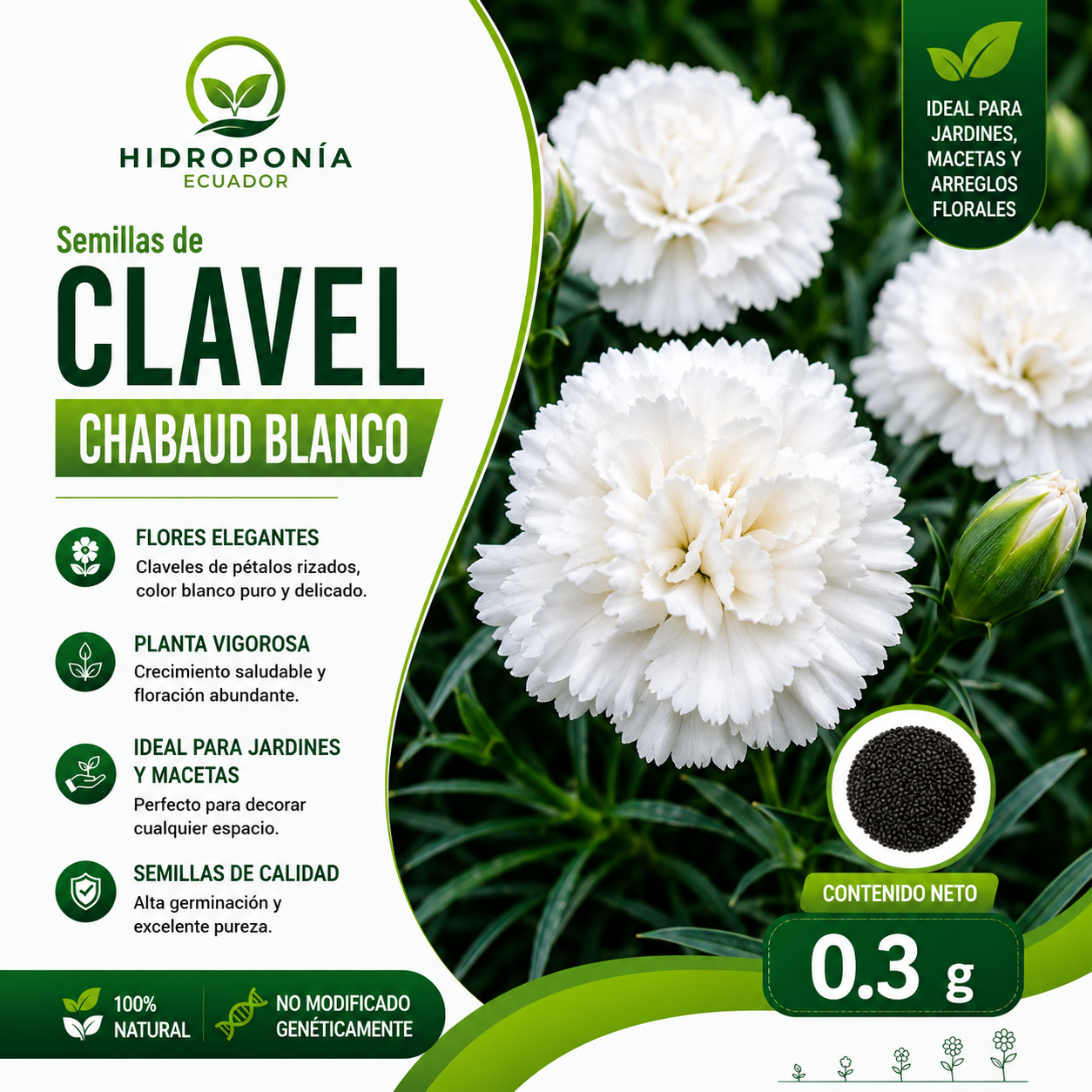 Semillas de clavel chabaud blanco