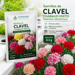 Semillas de clavel chabaud mixto