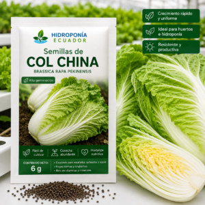 Semillas de col china