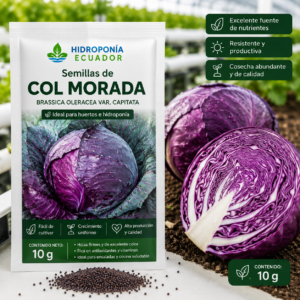Semillas de col morada