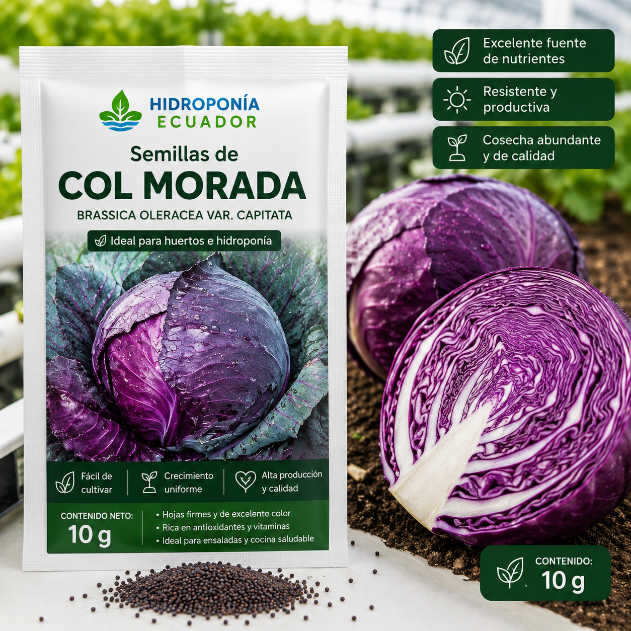 Semillas de col morada