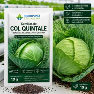 Semillas de col quintale