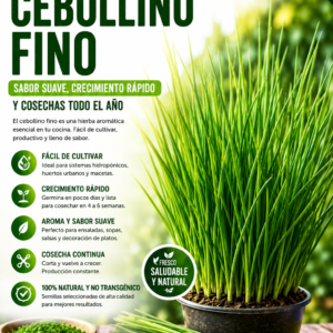 cebollino fino