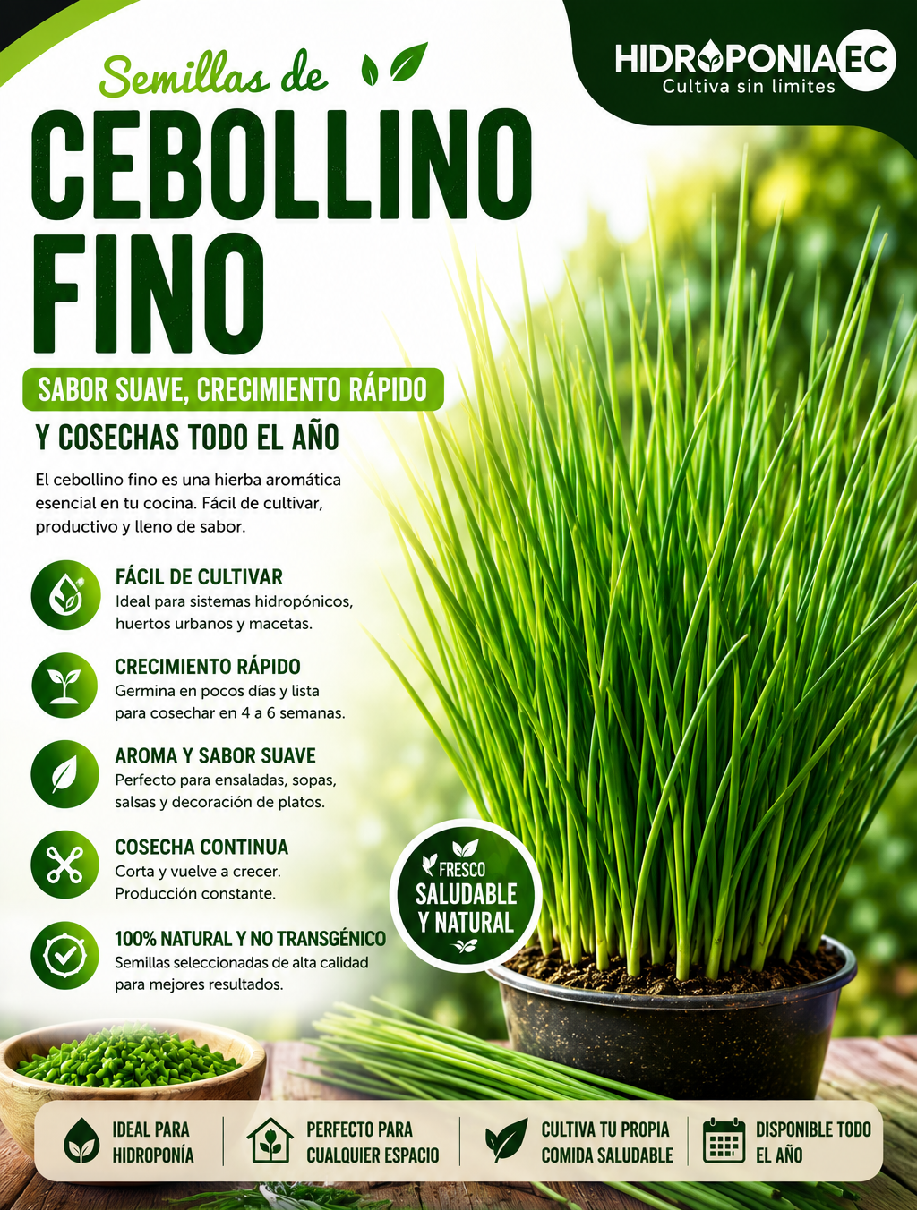 cebollino fino
