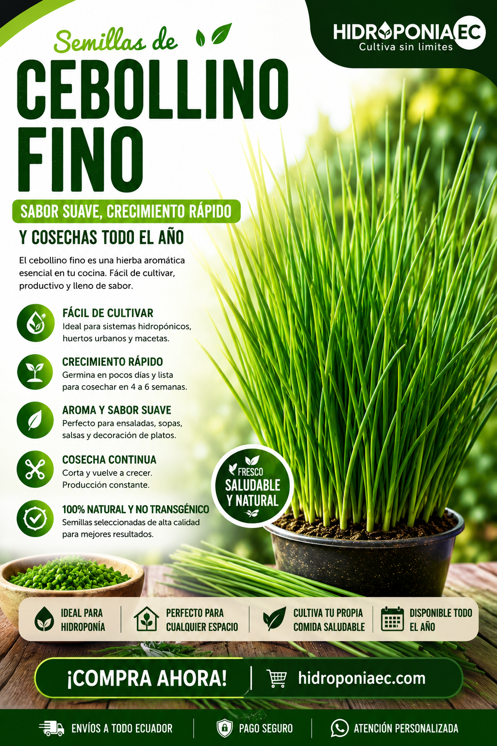cebollino fino