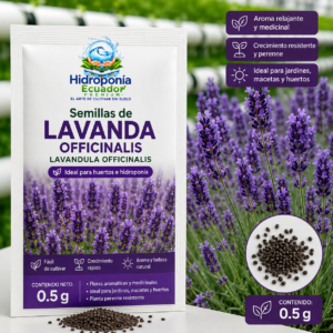 Semillas de lavanda officinalis