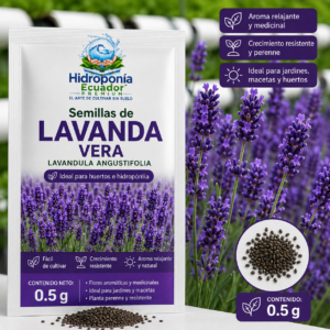 Semillas de lavanda vera