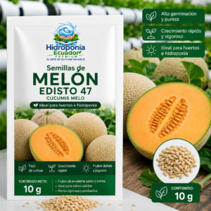 Semillas de Melón Edisto 47