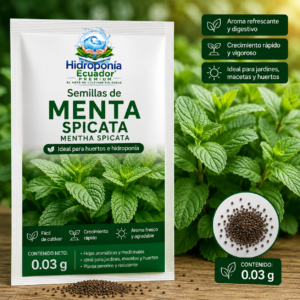 Semillas de menta spicata