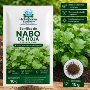 Semillas de nabo de hoja