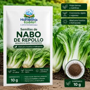 Semillas de nabo de repollo