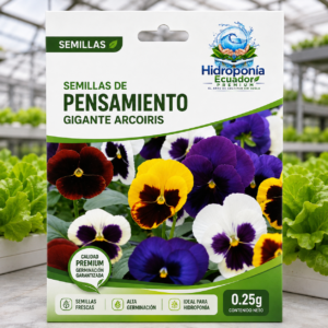 Semillas de Pensamiento gigante arcoiris