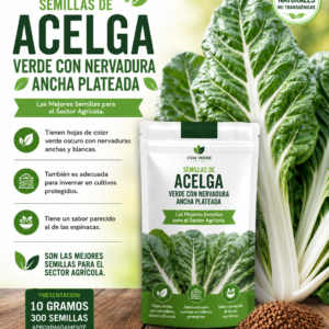 Semillas de acelga verde con nervadura ancha plateada