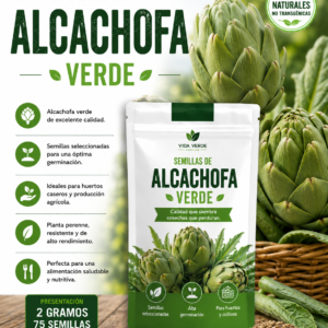 Semillas de alcachofa verde