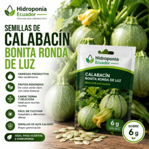 Semillas de Calabacín bonita ronda de luz
