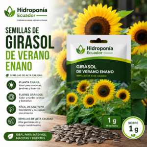 Semillas de Girasol de verano enano