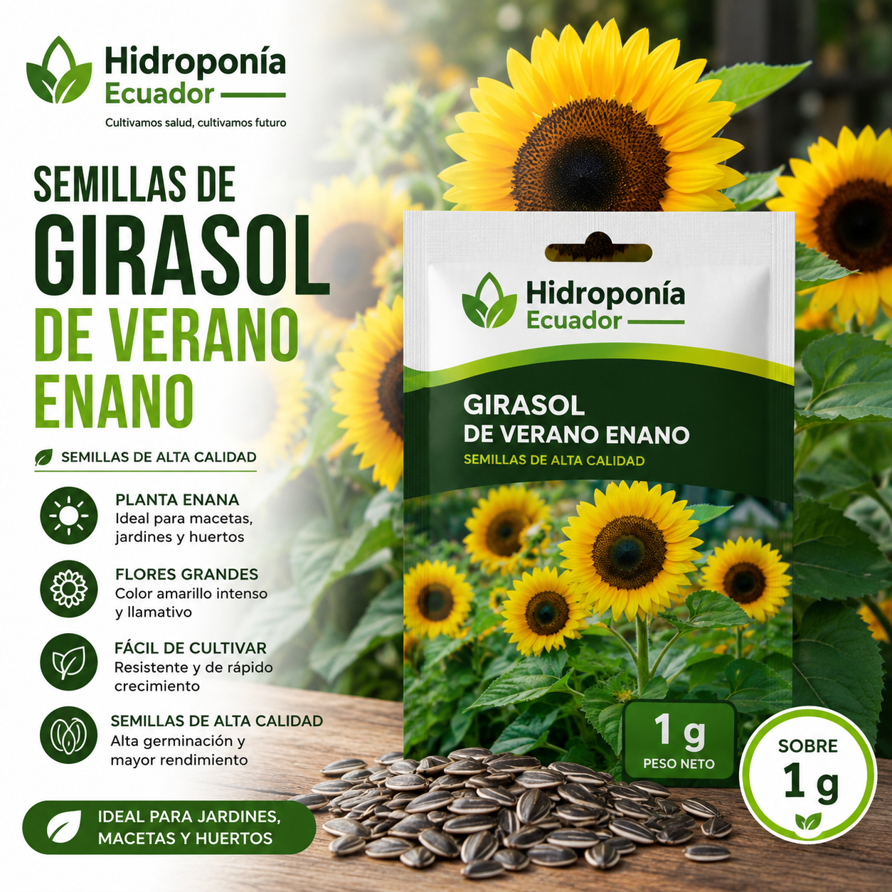 Semillas de Girasol de verano enano