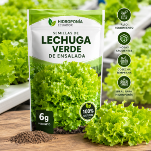 Semillas de lechuga verde de ensalada