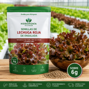 Semillas de lechuga roja de ensalada