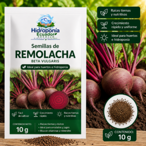 Semillas de remolacha