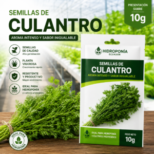 Semillas de culantro