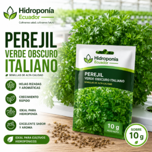 Semillas de perejil verde oscuro italiano