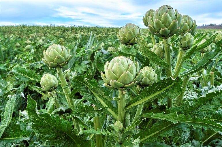 Semillas de alcachofa verde