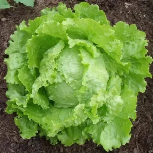 Semillas de lechuga rubia de París batavia