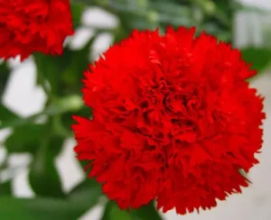 Semillas de clavel chabaud rojo