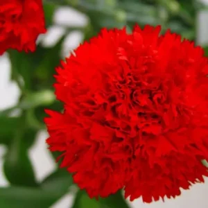 Semillas de clavel chabaud rojo