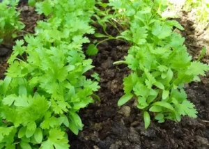 Semillas de cilantro